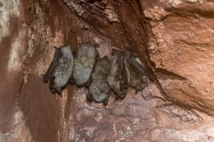 The fight to save Michigan's bats